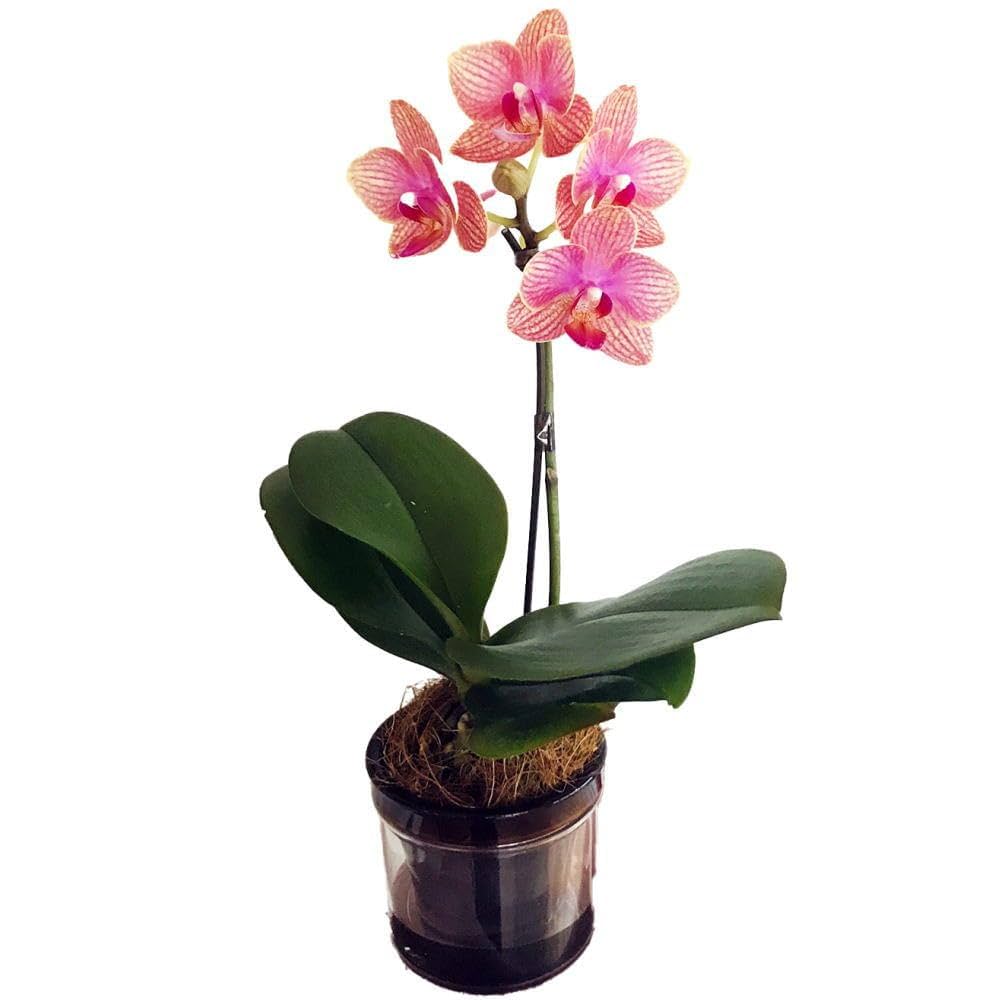 胡蝶蘭　極小輪6ポット ファレノプシス　1本立ち 特選】 胡蝶蘭 3種6ポット ファレノプシス - メルカリ